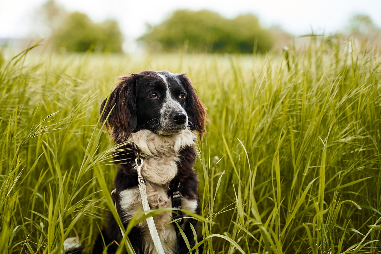 Marley Marley - Pension et refuge I Love My Dog