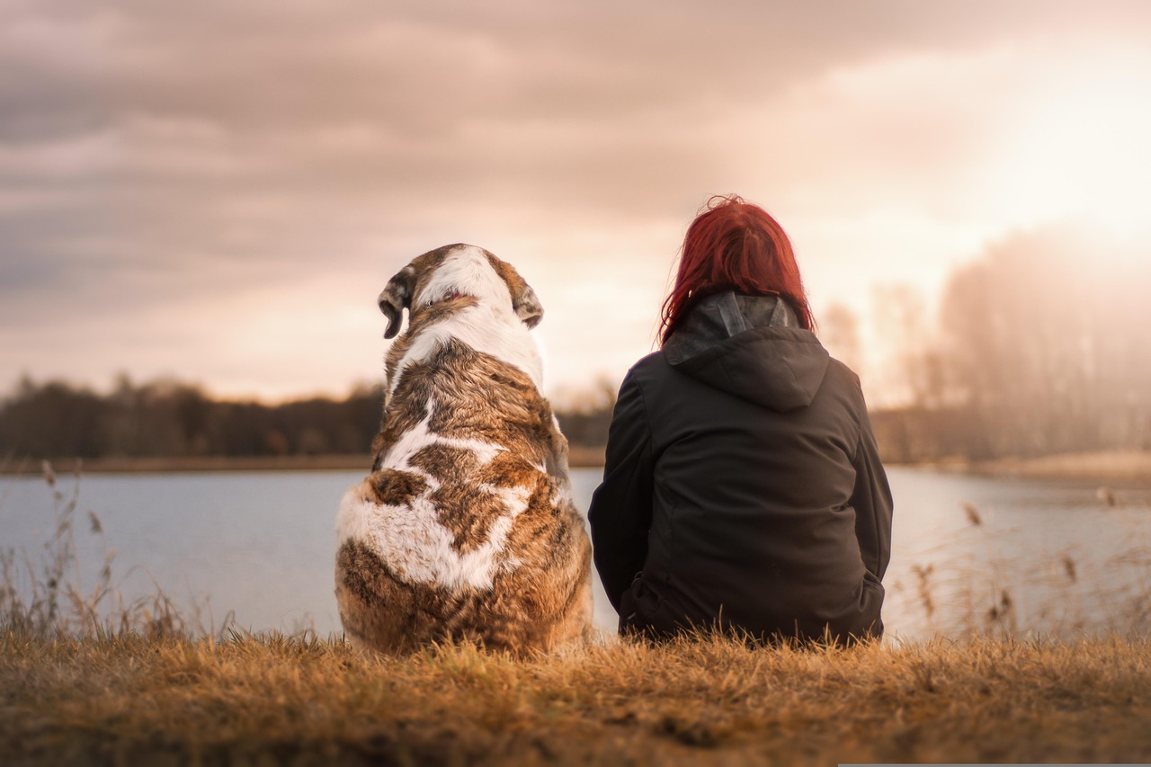 Pension et refuge I Love My Dog