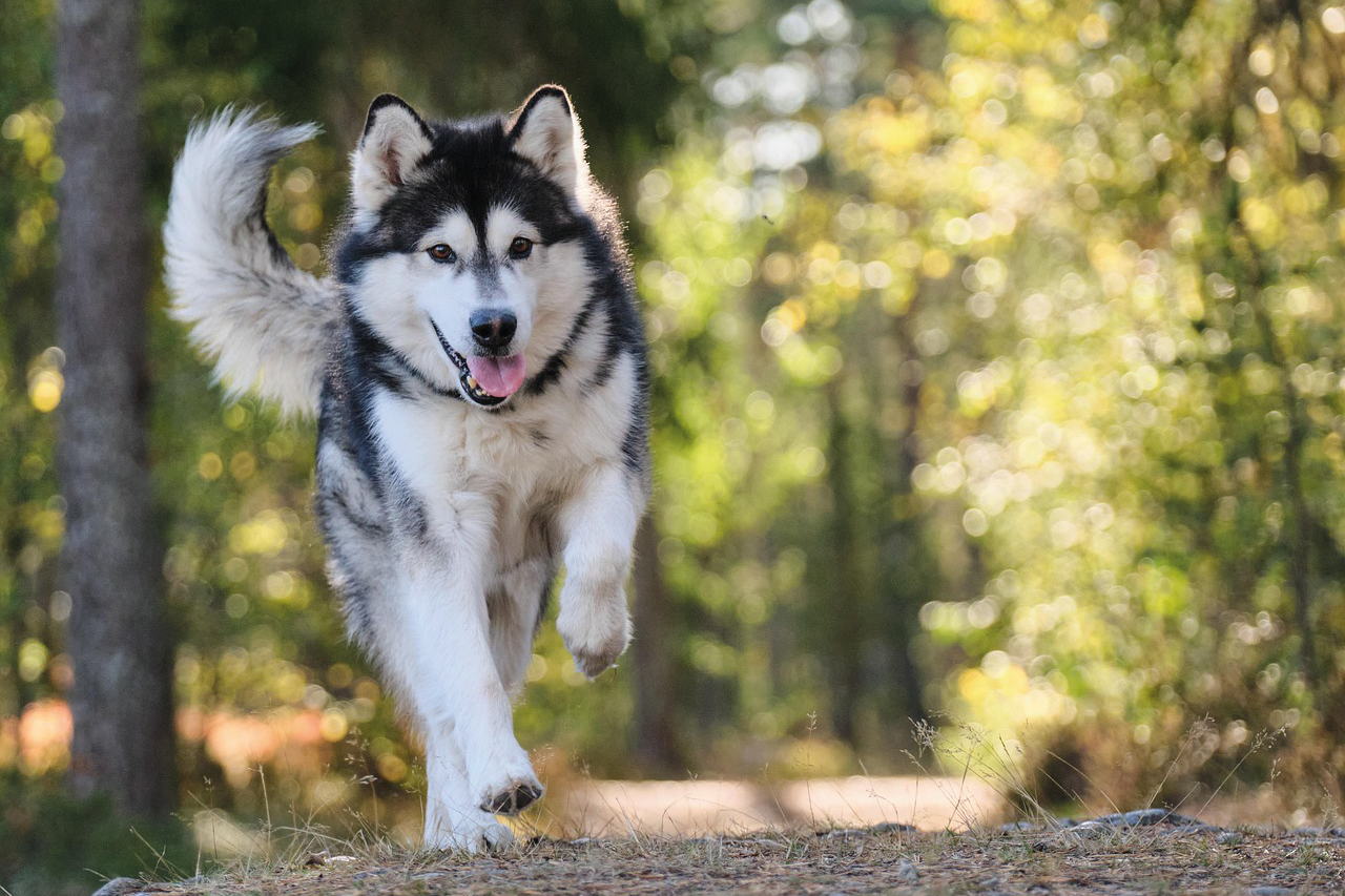 Aston - Husky