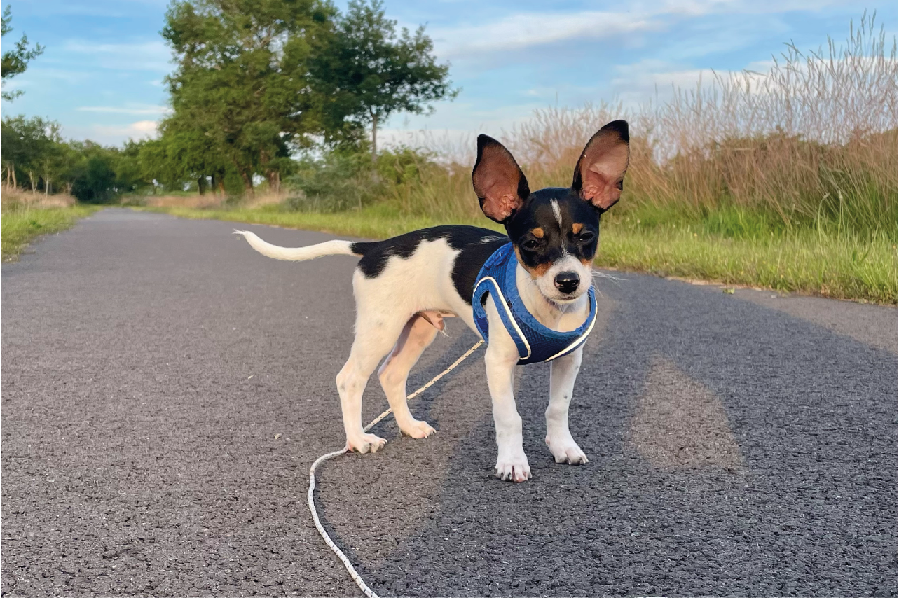 Milo - Croisé Pinscher