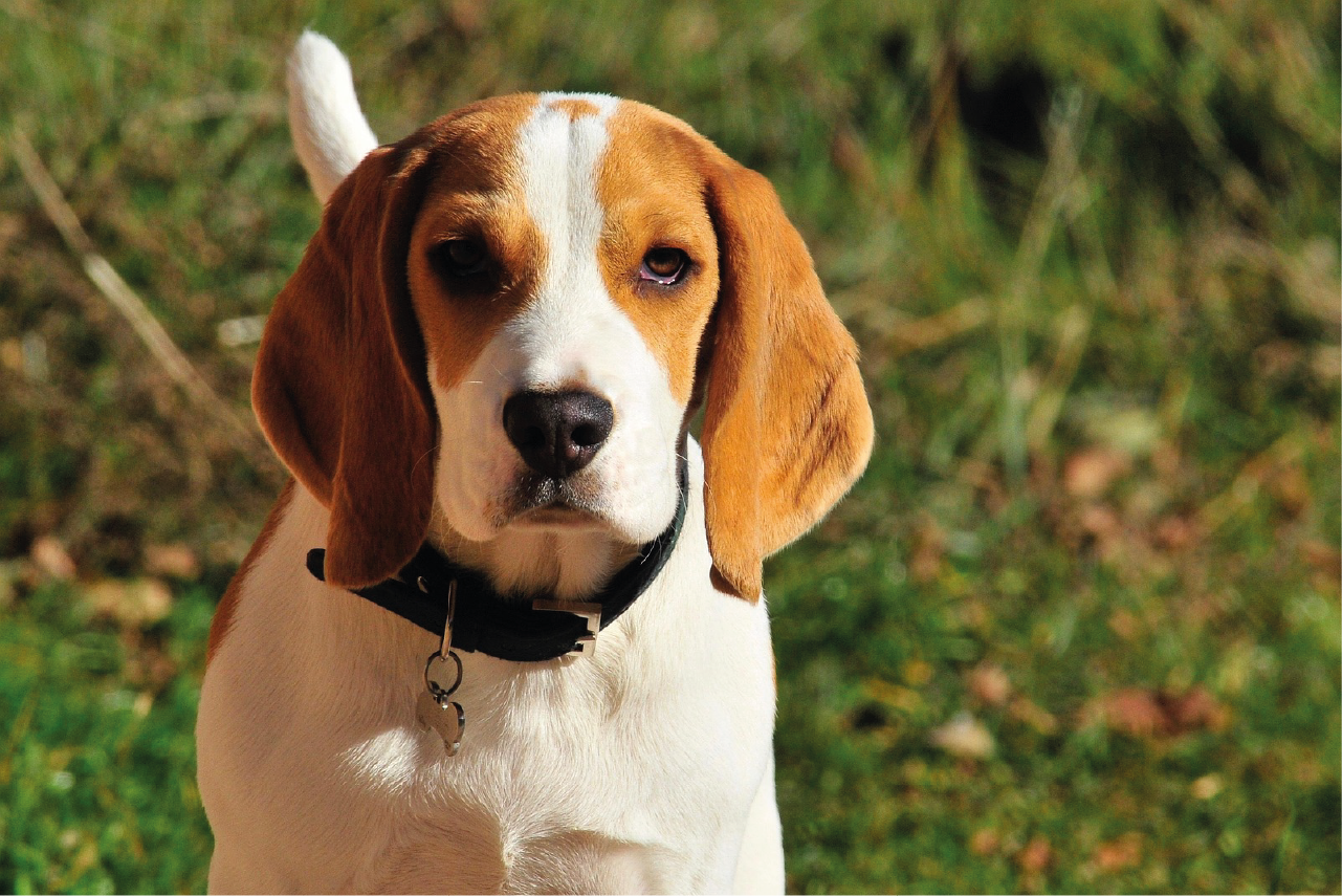 Aïko - Beagle