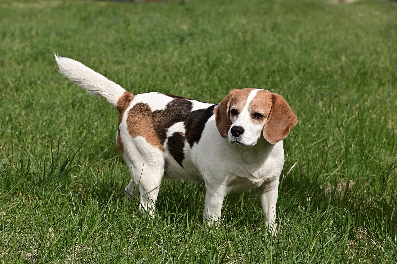 Hubert - Beagle