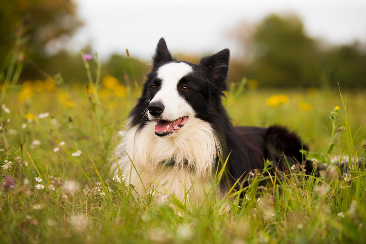 Fly - Border Collie