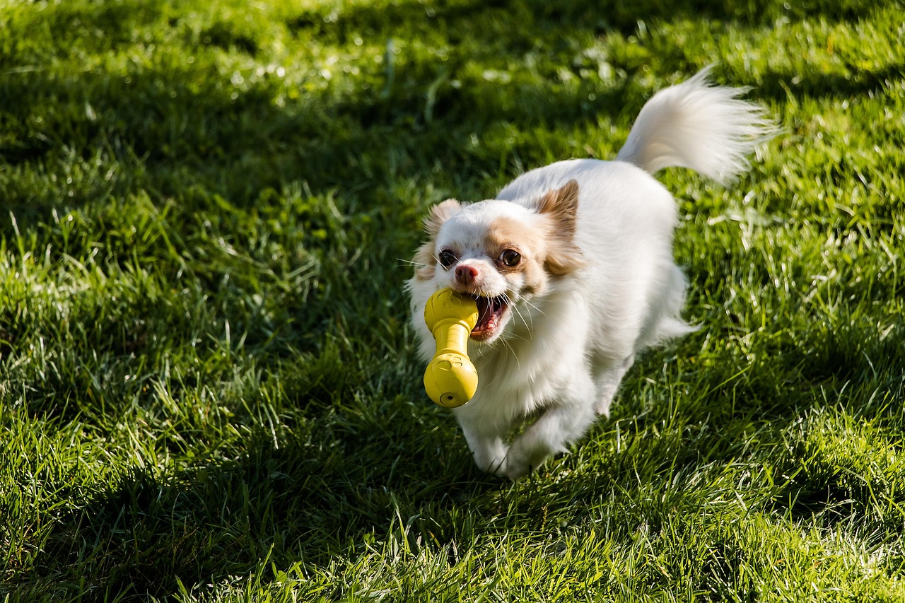 Bandit - Chihuahua