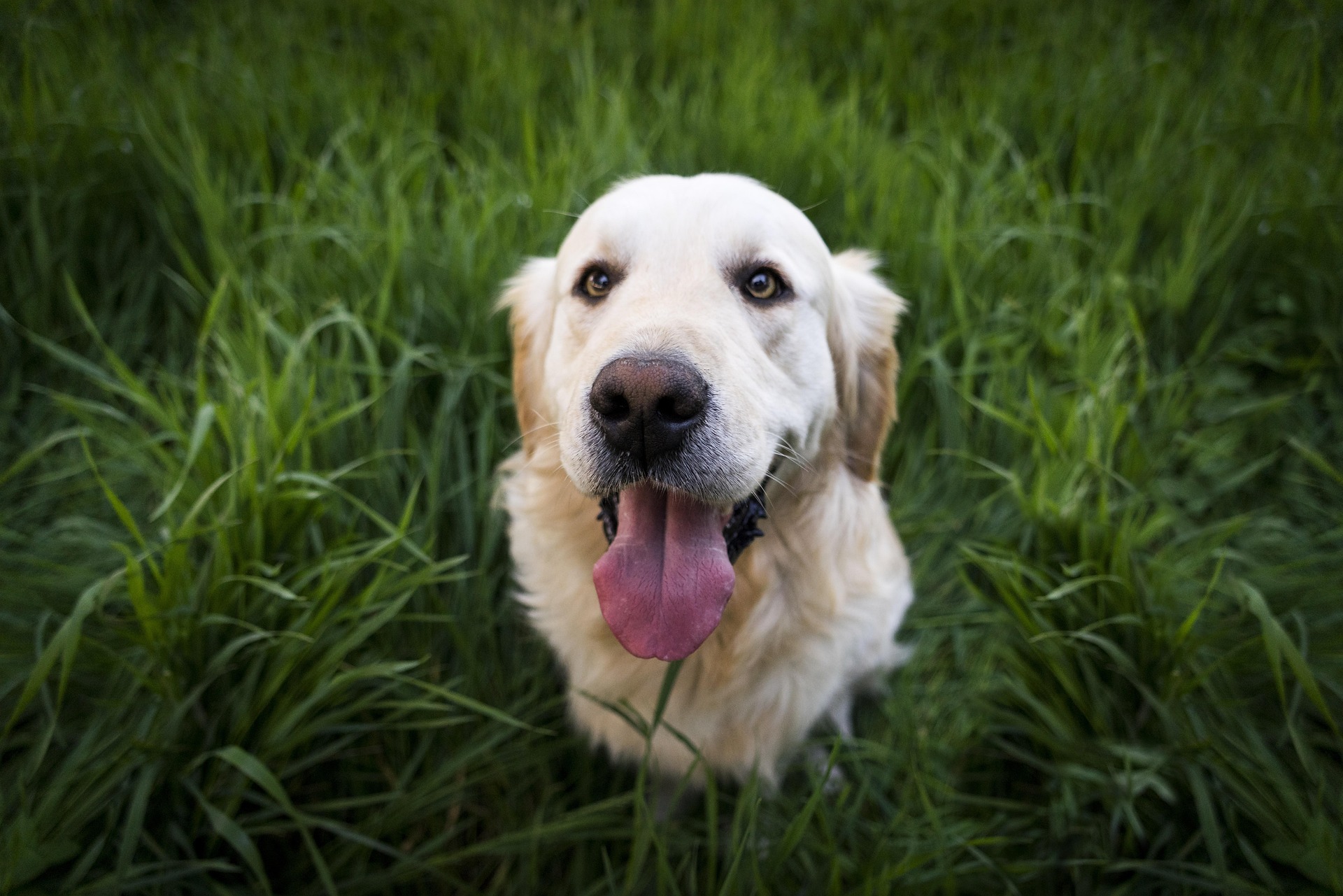 Ava - Golden Retriever
