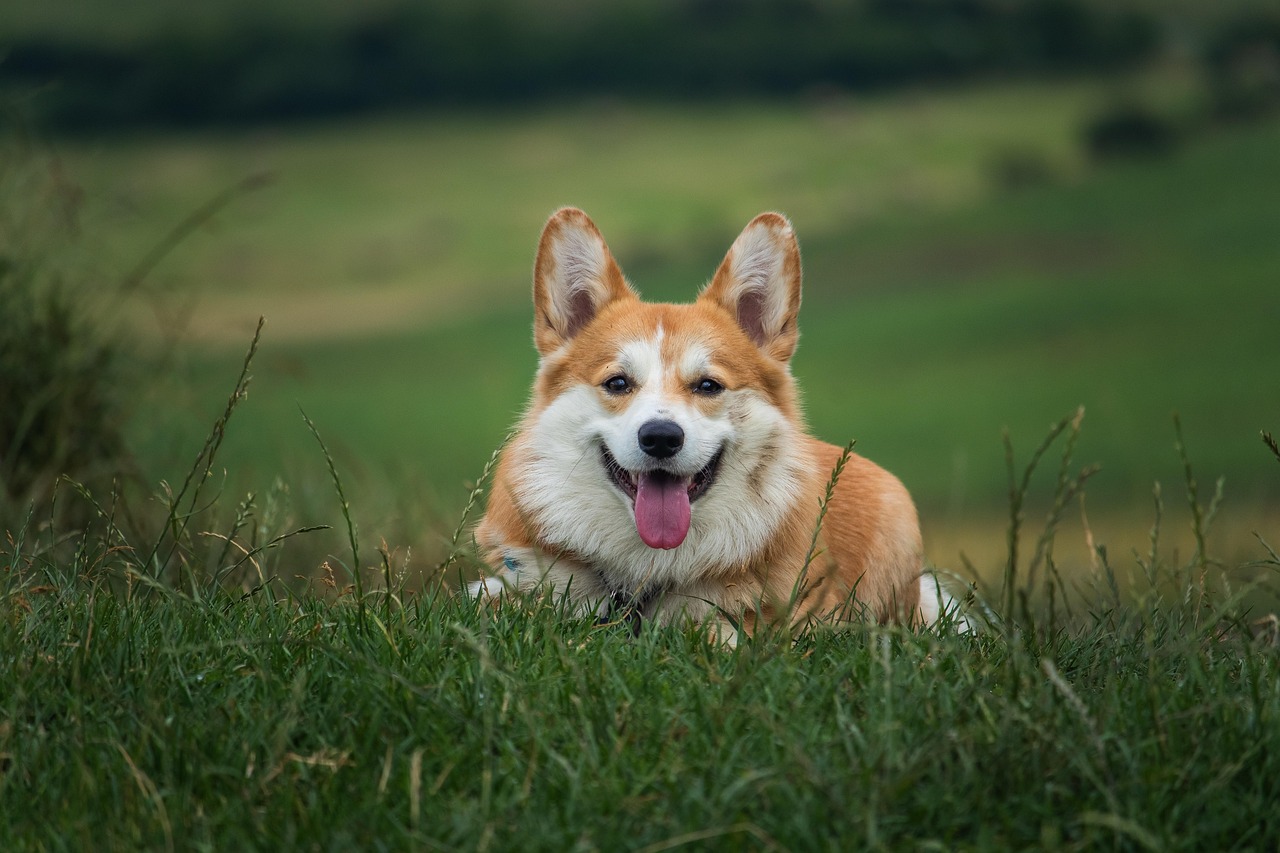 Mascotte - Croisé Corgi